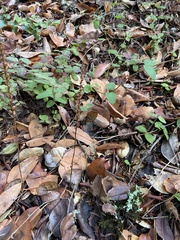 Symphoricarpos mollis