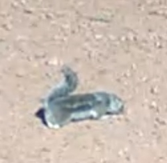 Ammospermophilus harrisii