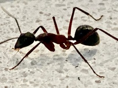Camponotus intrepidus