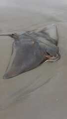 Myliobatis chilensis