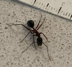 Camponotus intrepidus