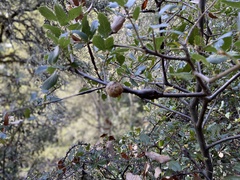 Callirhytis quercussuttoni