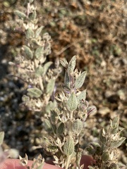 Trichostema ovatum