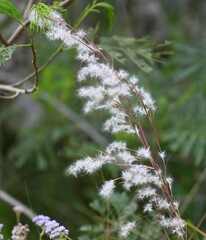 Schizachyrium littorale