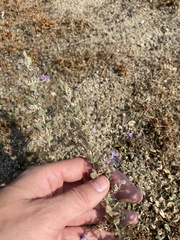 Trichostema ovatum