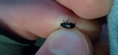 Blapstinus