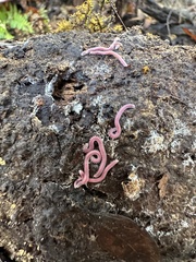 Gosodesmus claremontus