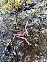 Gosodesmus claremontus