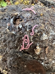 Gosodesmus claremontus