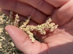Atriplex polycarpa