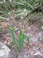 Stylidium laricifolium