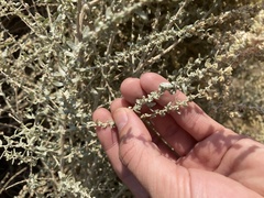 Atriplex polycarpa