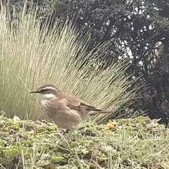 Cinclodes
