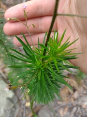 Stylidium laricifolium