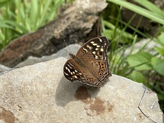 Junonia erigone