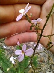 Stylidium laricifolium