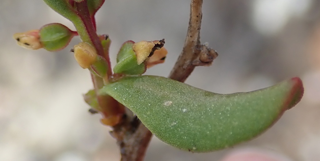 Tetragonia verrucosa