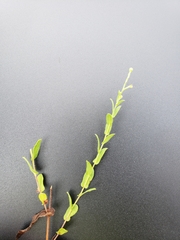 Triodanis biflora
