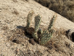 Opuntia basilaris treleasei