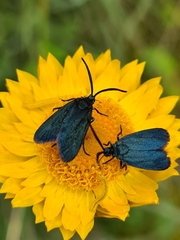 Turneriprocris dolens