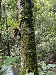 Guzmania monostachia