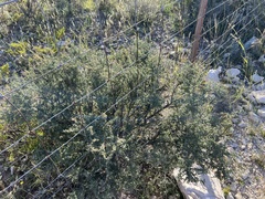 Condalia ericoides
