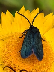 Turneriprocris dolens