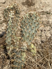 Opuntia basilaris treleasei