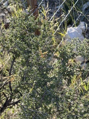 Condalia ericoides