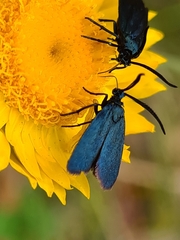 Turneriprocris dolens
