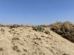 Opuntia basilaris treleasei