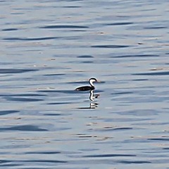 Aechmophorus occidentalis