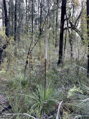 Xanthorrhoea concava