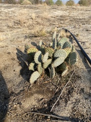 Opuntia basilaris treleasei
