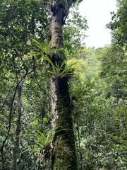 Guzmania monostachia