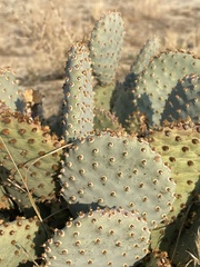 Opuntia basilaris treleasei