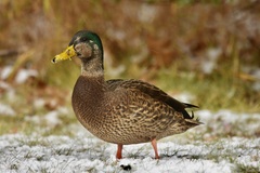 Anas rubripes × platyrhynchos