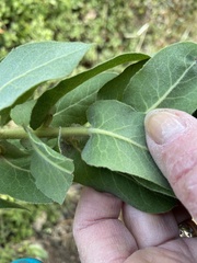 Arctostaphylos regismontana