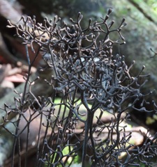 Thamnomyces dendroideus