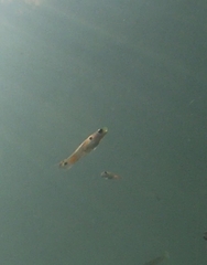 Xiphophorus hellerii