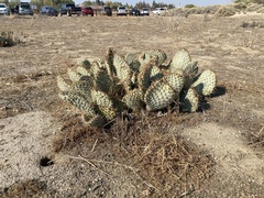 Opuntia basilaris treleasei