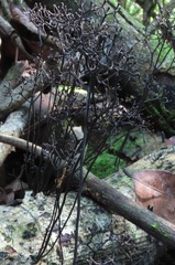 Thamnomyces dendroideus