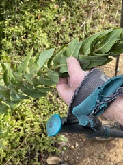 Arctostaphylos regismontana