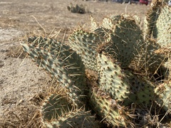 Opuntia basilaris treleasei