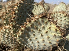 Opuntia basilaris treleasei
