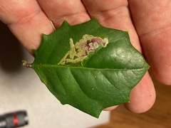 Phytomyza ilicicola