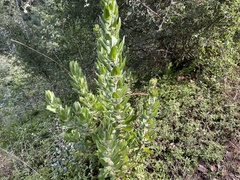 Arctostaphylos regismontana