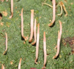 Sulzbacheromyces