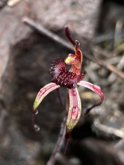 Caladenia caudata