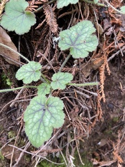Heuchera micrantha
